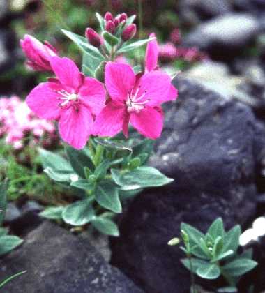 Arktisches Weidenr&ouml;schen