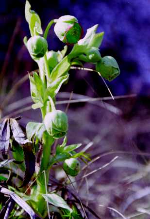 Helleborus foetidus